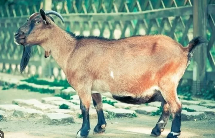 Kambing Kacang