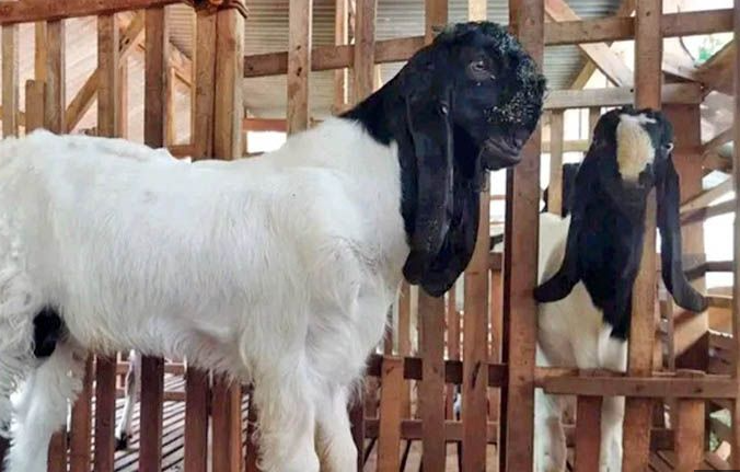 Kambing Etawa