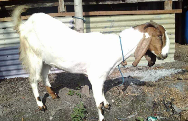 Kambing Jawa Randu