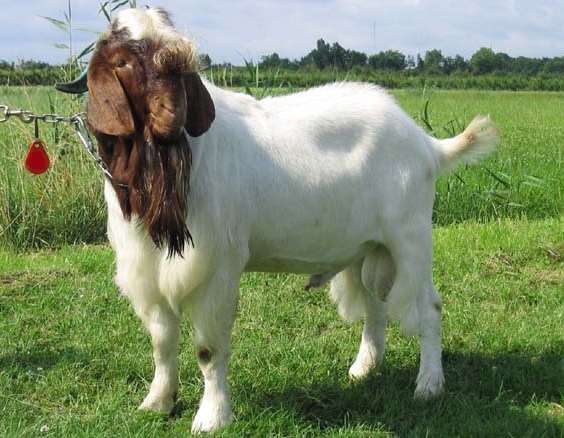 Kambing Boer