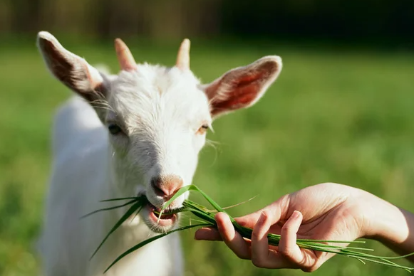 Wisata Kambing