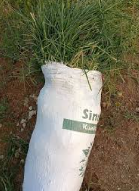 Rumput Kambing