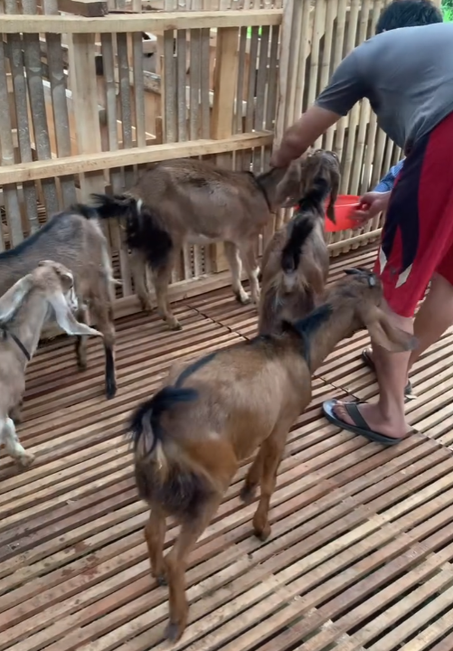 Perawatan Kambing